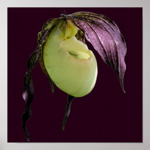 White Lady Slipper Orchid Blume Poster