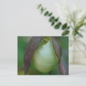 White Lady Slipper Orchid Blume Postkarte (Stehend Vorderseite)