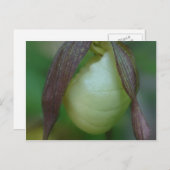 White Lady Slipper Orchid Blume Postkarte (Vorne/Hinten)