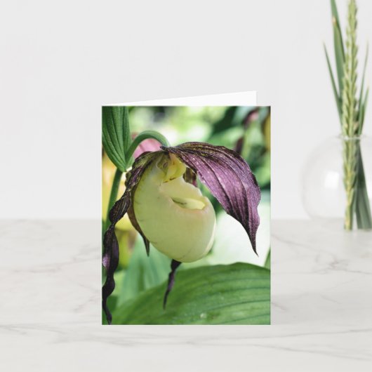 White Lady Slipper Orchid Flower Photography (Vorderseite)