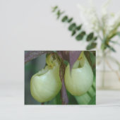 White Lady Slipper Orchid Pair Blume Postkarte (Stehend Vorderseite)
