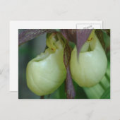 White Lady Slipper Orchid Pair Blume Postkarte (Vorne/Hinten)