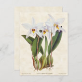 White Laelia Orchid Vintag Botanisch Postkarte (Vorne/Hinten)