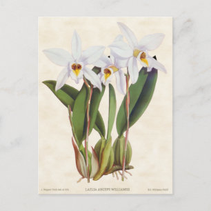 White Laelia Orchid Vintag Botanisch Postkarte