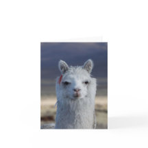 White Lama Alpaca Nah oben Kopf Note Card