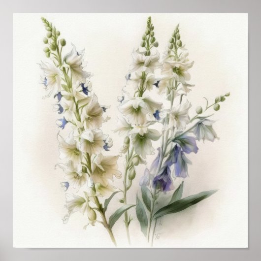 White Larkspur Blume Art Print Poster (Vorne)