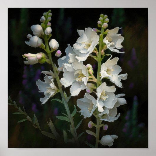 White Larkspur Blume Art Print Poster (Vorne)