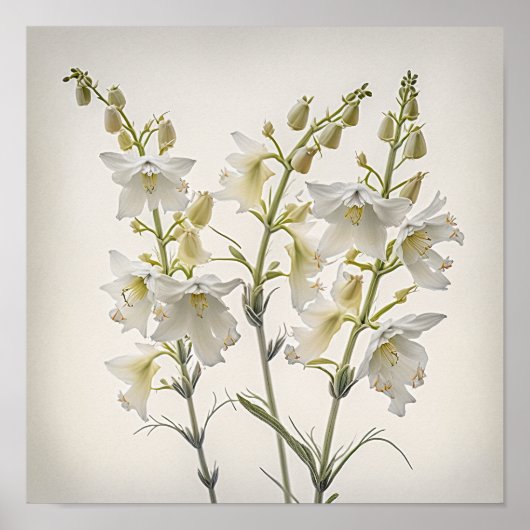 White Larkspur Blume Art Print Poster (Vorne)