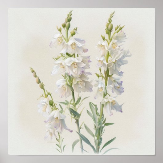White Larkspur Blume Art Print Poster (Vorne)