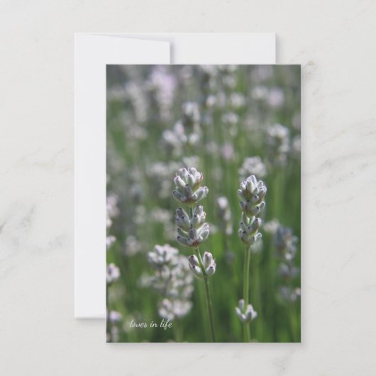White Lavender Mitteilungskarte (Vorderseite)