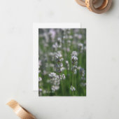 White Lavender Mitteilungskarte (Vorderseite/Rückseite Beispiel)