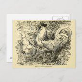 White Leghorn Postkarte (Vorne/Hinten)