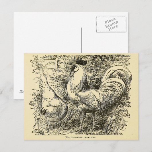 White Leghorn Postkarte (Vorne/Hinten)