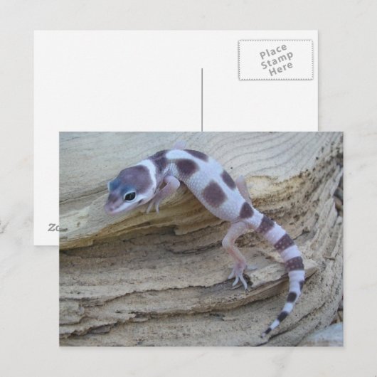 White Leopard Gecko Postcard Postkarte (Vorne/Hinten)