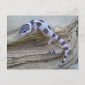 White Leopard Gecko Postcard Postkarte (Vorderseite)