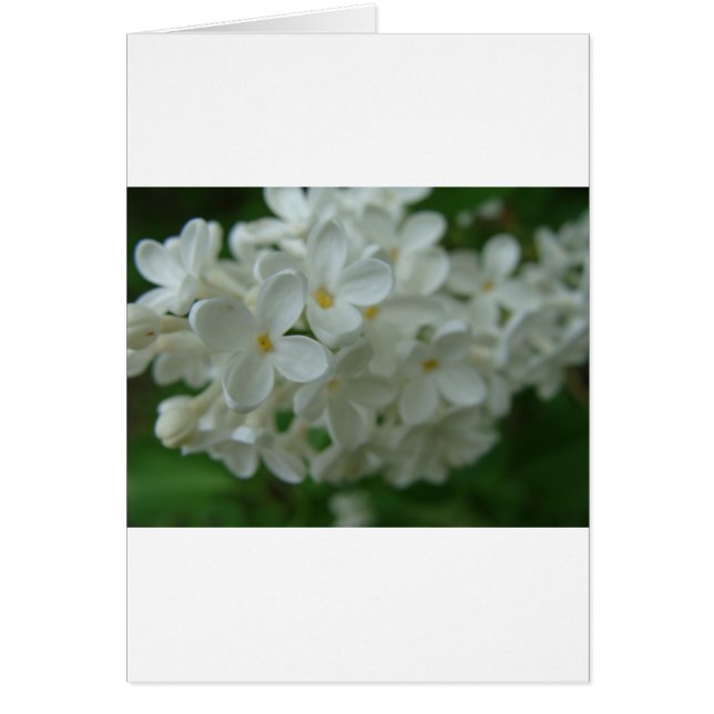 White Lilac (Vorne)