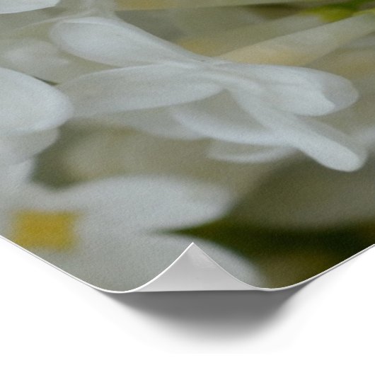 White Lilac Blume Poster (Ecke)