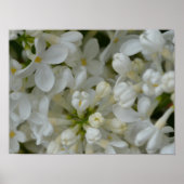 White Lilac Blume Poster (Vorne)