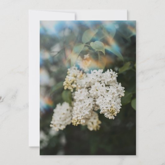 White Lilac Flowers with Rainbow Flare card (Vorderseite)