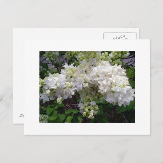 White Lilac Postcard Postkarte (Vorne/Hinten)