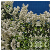 White Lilacs Stoff (Nahaufnahme)