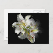 White Lilies Fantasy Postkarte (Vorne/Hinten)