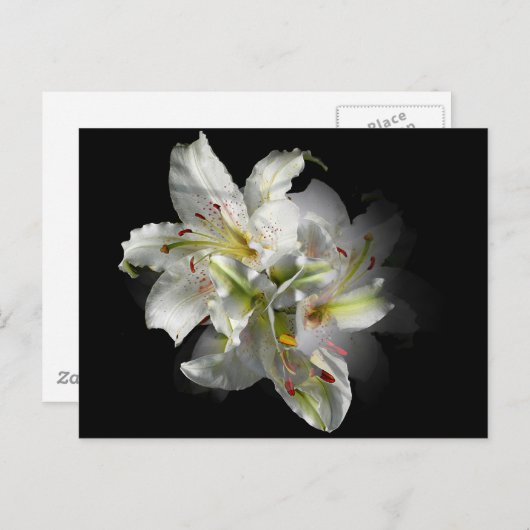 White Lilies Fantasy Postkarte (Vorne/Hinten)