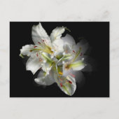 White Lilies Fantasy Postkarte (Vorderseite)