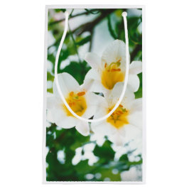 White Lilies - Lily Blume Lilium candidum Kleine Geschenktüte