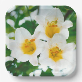 White Lilies - Lily Blume Lilium candidum Pappteller
