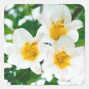 White Lilies - Lily Blume Lilium candidum Quadratischer Aufkleber
