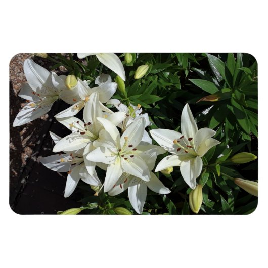 White Lilies Magnet (Horizontal)
