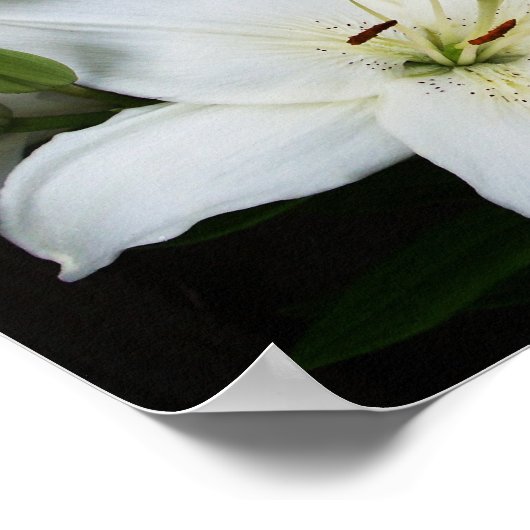 White Lilies Poster (Ecke)