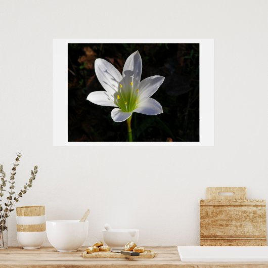 White Lilly Poster (Küche)