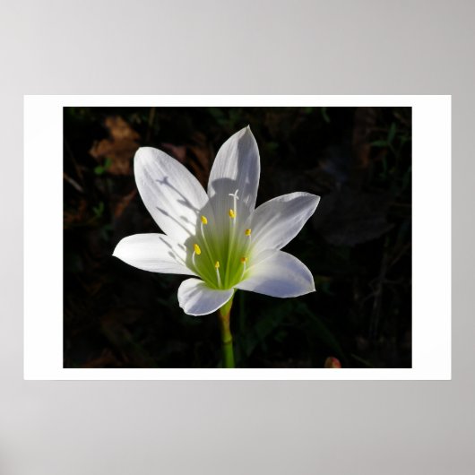 White Lilly Poster (Vorne)
