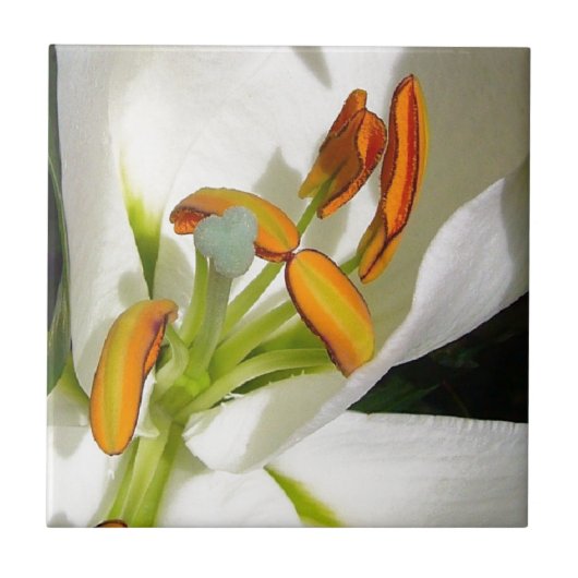 White Lily Fliese (Vorderseite)