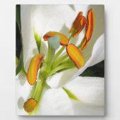 White Lily Fotoplatte (Vorderseite)