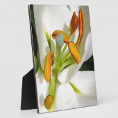 White Lily Fotoplatte (Seite)