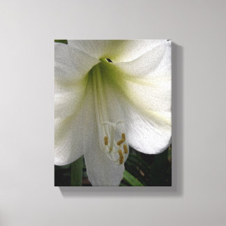 White Lily Leinwanddruck