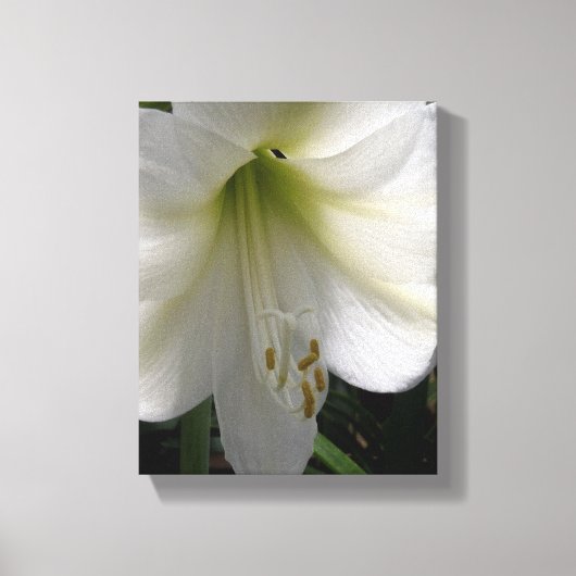 White Lily Leinwanddruck (Vorderseite)