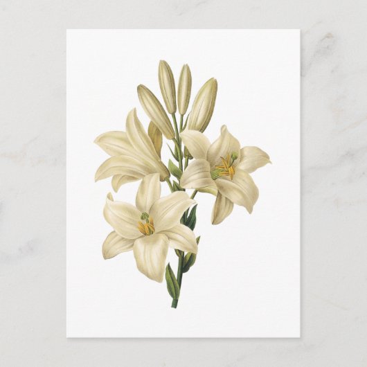 white lily(Lilium candidum) by Redouté Postkarte (Vorderseite)