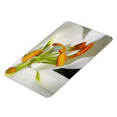 White Lily Magnet (Linke Seite)