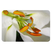 White Lily Magnet (Horizontal)