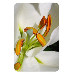 White Lily Magnet