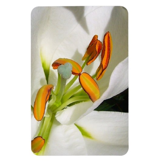 White Lily Magnet (Vertikal)