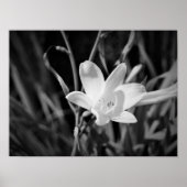 White Lily Poster (Vorne)
