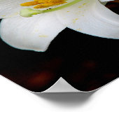 White Lily Poster (Ecke)