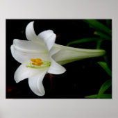 White Lily Poster (Vorne)