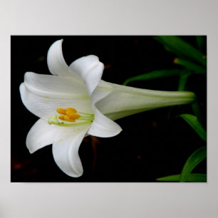 White Lily Poster