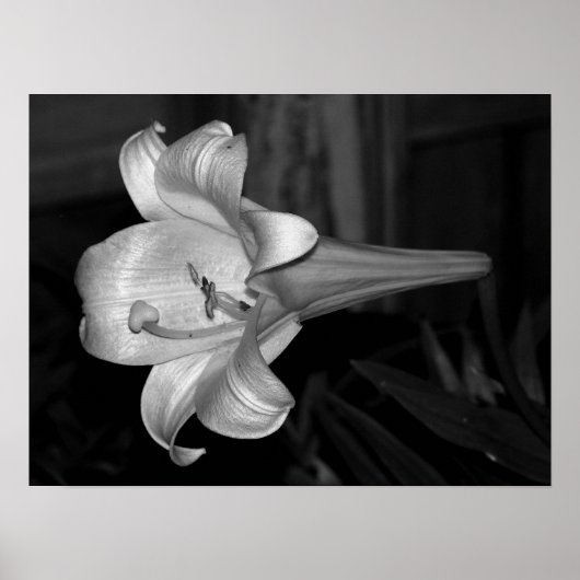 White Lily Poster (Vorne)